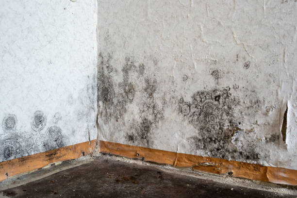 Best Local Mold Removal Service  in Biltmore Forest, NC